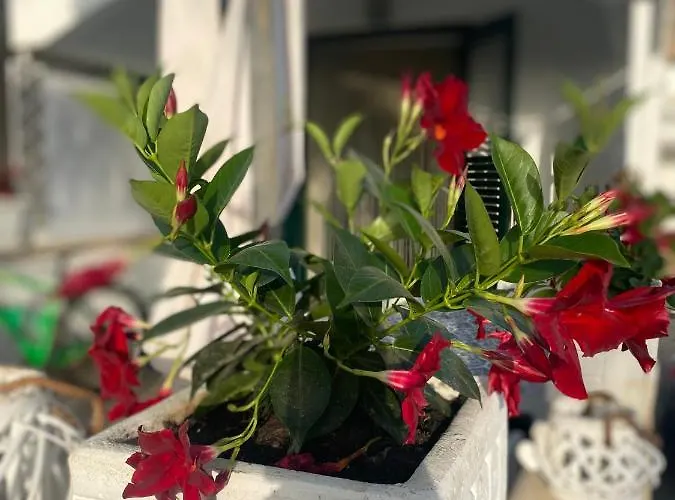 Le Palme House Isola delle Femmine